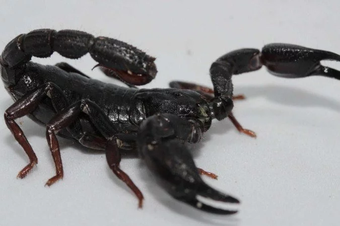 Escorpião Brotheas amazonicus Escorpião Brotheas amazonicus