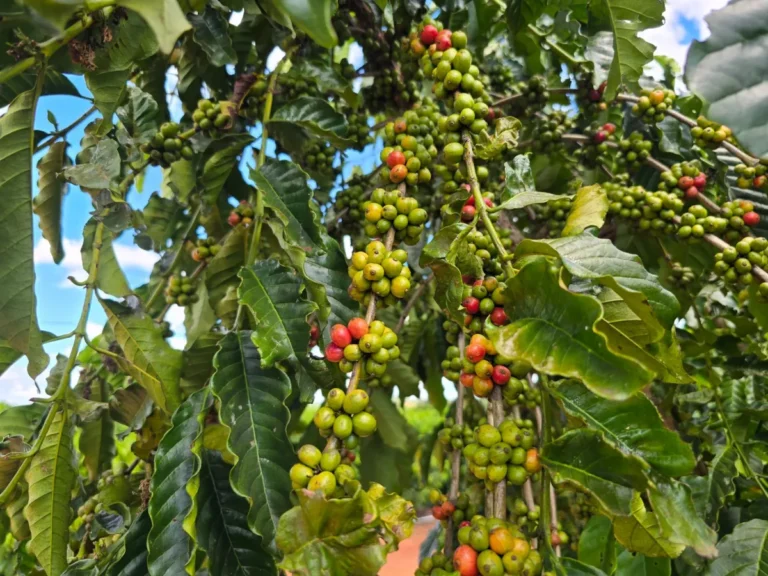 Luizinho Goebel anuncia R$ 218 mil para aquisição de mudas de café em Novo Horizonte do Oeste