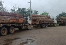 BPA, BPFRON, 5º BPM e SEDAM apreendem quatro caminhões e mais de 100 metros cúbicos de madeira ilegal durante operação na BR-364