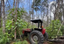 Polícia Civil e Funai desarticulam esquema de extração ilegal de madeira em Terra Indígena