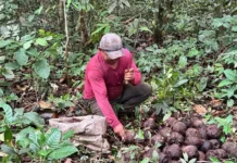Castanha-da-Amazônia fortalece economia durante a safra 2026 nas Reservas Extrativistas de Rondônia