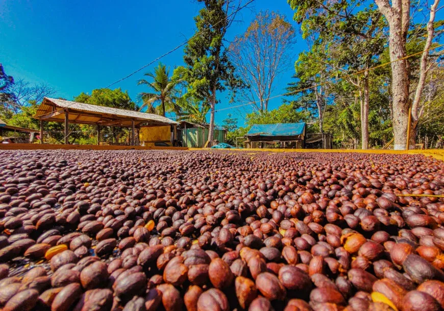 Região Matas de Rondônia conquista sucesso na produção de café especial e sustentável no Brasil