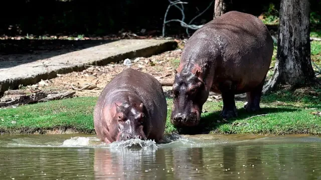 Dois hipopótamos entram em um rio na Colômbia.