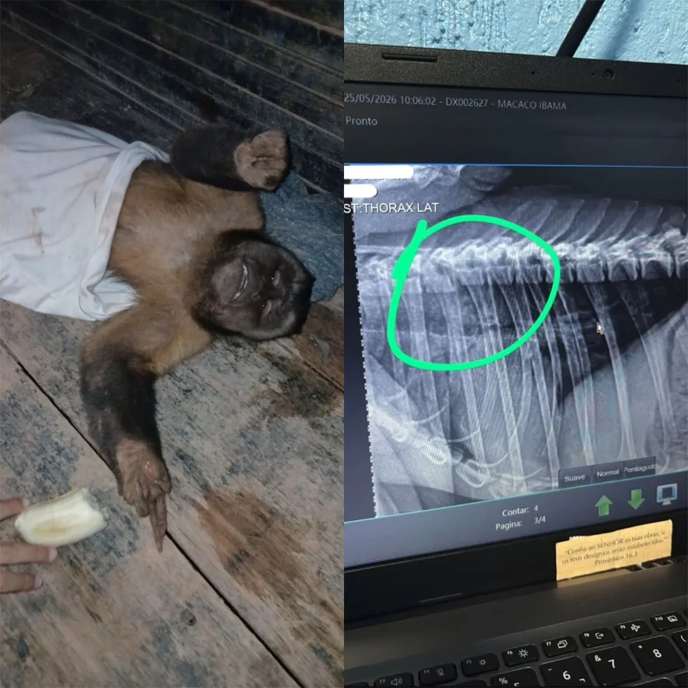 Macaco-prego morre após ser encontrado com coluna quebrada em RO