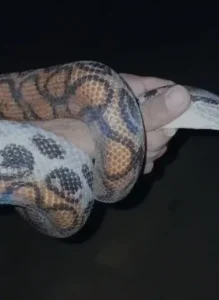 Morador resgata jiboia-arco-íris na RO-133