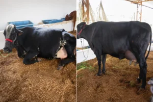 “Alagada” lidera primeira ordenha do Concurso Leiteiro da 38ª Expocol