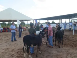 Participantes acompanham a programação técnica da Expocol