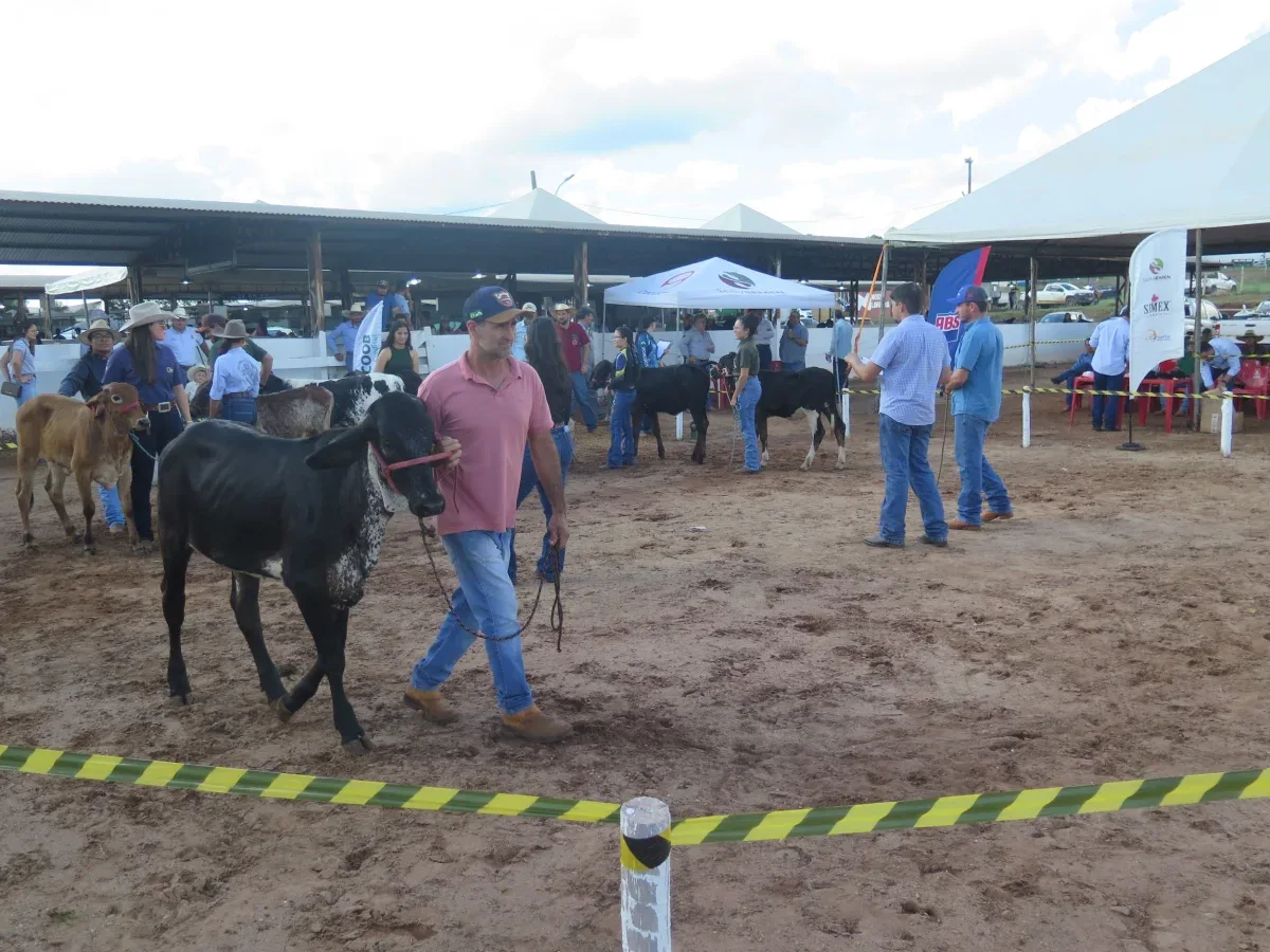 Julgamento do gado leiteiro durante a 38ª Expocol