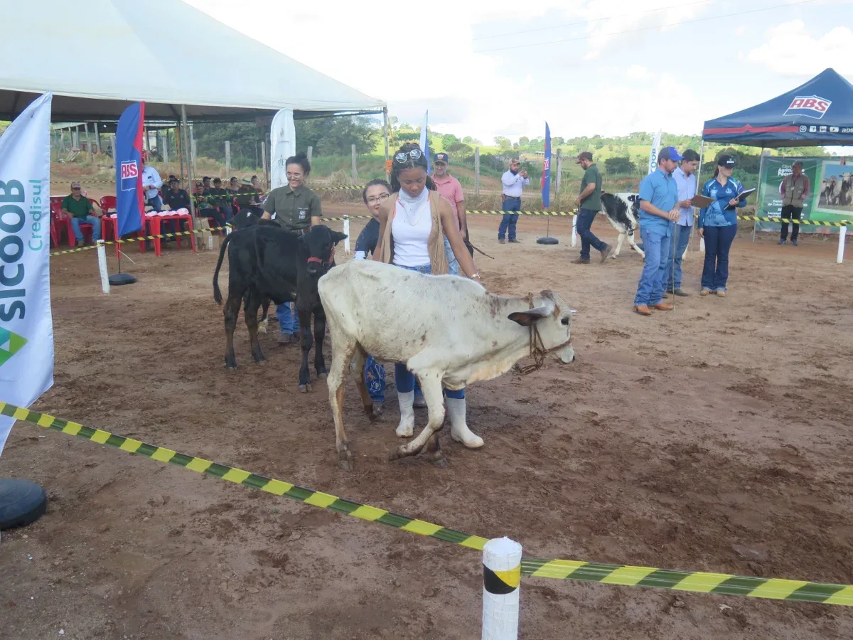 Animal participante do Concurso Leiteiro da Expocol
