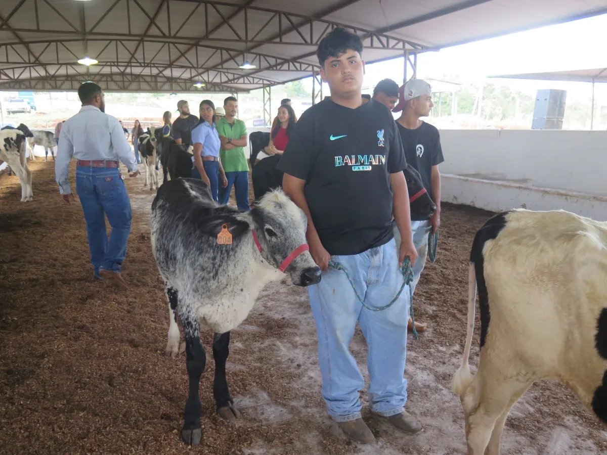 Exemplar de gado leiteiro apresentado na 38ª Expocol