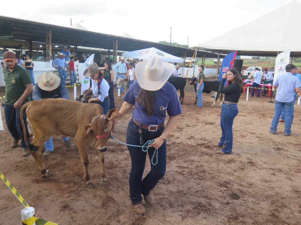 Premiação e avaliação dos melhores animais da exposição