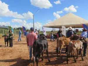 Encerramento do julgamento do gado leiteiro na 38ª Expocol