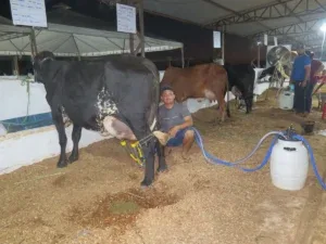 Vaca Alagada, campeã do Concurso Leiteiro da 38ª Expocol