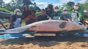 Pirarucu com mais de 2 metros e 137 kg é capturado em Rondônia
