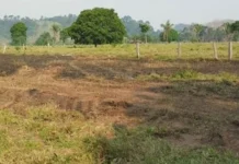 Homem morre durante combate a incêndio em pasto