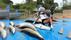 Mais de 18 toneladas de pirarucu invasor são retiradas de reserva em Costa Marques, RO